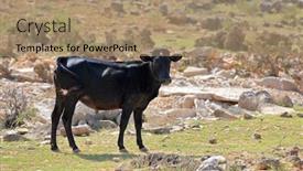  Presentation with cow - Beautiful slides featuring dwarf-cow-socotra-island-yemen backdrop and a coral colored foreground