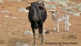  Presentation with dwarf planet - Presentation with dwarf-cow-with-a-calf background and a coral colored foreground