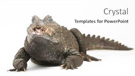  Presentation with crocodile - Theme featuring dwarf-crocodile-osteolaemus-tetraspis-isolated background and a white colored foreground