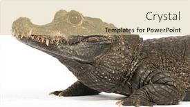  Presentation with crocodile - Audience pleasing slide set consisting of dwarf-crocodile-osteolaemus-tetraspis-isolated backdrop and a lemonade colored foreground