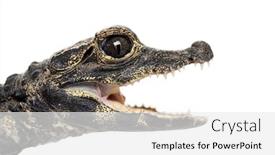  Presentation with crocodile - Audience pleasing presentation design consisting of dwarf crocodile osteolaemus tetraspis also known commonly as the african dwarf crocodile west african dwarf crocodile and broad-snouted crocodile in front of white background backdrop and a white colored foreground
