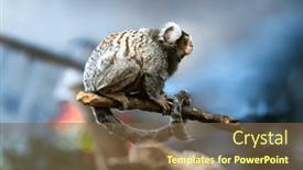  Presentation with renewable energy green future - Slide deck featuring dwarf-green-monkey-vervetka-species background and a tawny brown colored foreground