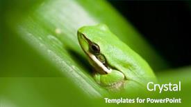  Presentation with green tree - Amazing presentation design having dwarf green tree frog litoria fallax sitting in a plant backdrop and a tawny brown colored foreground