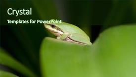  Presentation with frog - PPT theme featuring dwarf green tree frog in a bush background and a tawny brown colored foreground
