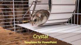  Presentation with dwarf planet - Presentation design having dwarf hamster in a wheel background and a tawny brown colored foreground