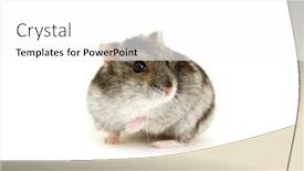 Presentation with dwarf planet - Audience pleasing presentation theme consisting of dwarf-hamster-isolated-on-white backdrop and a white colored foreground