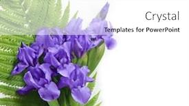  Presentation with iris - Beautiful presentation theme featuring dwarf-iris-flowers backdrop and a white colored foreground