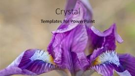  Presentation with czech republic - Presentation theme with dwarf-iris-in-pusty-kopec background and a coral colored foreground