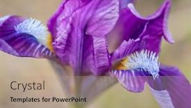  Presentation with czech republic - Presentation consisting of dwarf-iris-in-pusty-kopec background and a  colored foreground