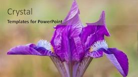 Presentation with czech republic - Presentation design having dwarf-iris-in-pusty-kopec background and a  colored foreground