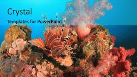  Presentation with fish immunology - Amazing presentation design having dwarf lionfish fish and coral backdrop and a cyan colored foreground