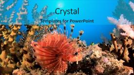  Presentation with coral reef - Beautiful presentation theme featuring dwarf lionfish on coral reef backdrop and a  colored foreground