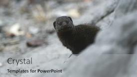  Presentation with dwarf planet - PPT theme having dwarf mongoose helogale parvula selective focus background and a light gray colored foreground