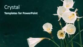  Presentation with narcissus - PPT layouts having dwarf-narcissus-arctic-bells background and a forest green colored foreground