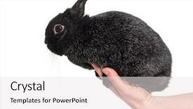  Presentation with rabbit - Audience pleasing presentation design consisting of dwarf rabbit haled in hand backdrop and a white colored foreground
