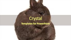  Presentation with white pigeon against the blue - Colorful presentation design enhanced with dwarf rabbit sitting against white backdrop and a  colored foreground