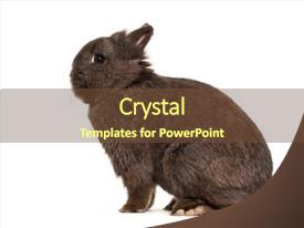 Dwarf Rabbit Sitting Against White PPT template 61 | CrystalGraphics
