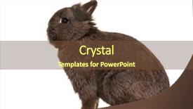  Presentation with white pigeon against the blue - PPT theme having dwarf rabbit sitting against white background and a  colored foreground