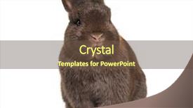  Presentation with rabbit - Audience pleasing slide set consisting of dwarf rabbit sitting against white backdrop and a  colored foreground