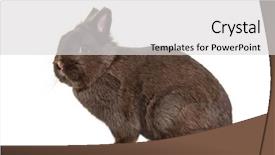  Presentation with rabbit - PPT theme enhanced with dwarf rabbit sitting against white background and a  colored foreground