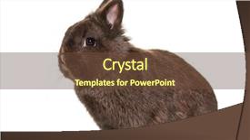 Presentation with rabbit - Amazing slide set having dwarf rabbit sitting against white backdrop and a tawny brown colored foreground