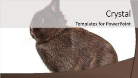  Presentation with rabbit - Presentation design consisting of dwarf rabbit sitting against white background and a  colored foreground