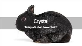  Presentation with rabbit - Presentation design with dwarf rabbit sitting against white background and a dark gray colored foreground