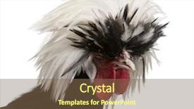  Presentation with feather - Colorful PPT theme enhanced with dwarf rooster white-crested chicken backdrop and a violet colored foreground