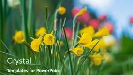  Presentation with narcissus - Presentation theme consisting of dwarf-yellow-narcissus background and a forest green colored foreground