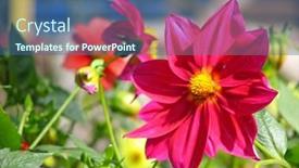  Presentation with dahlia - 