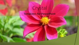  Presentation with dahlia - 