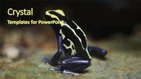  Presentation with frog - Amazing presentation theme having dyeing-dart-frog-dendrobates-tinctorius backdrop and a wine colored foreground