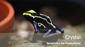  Presentation with frog - Presentation theme enhanced with dyeing-dart-frog-dendrobates-tinctorius background and a gray colored foreground