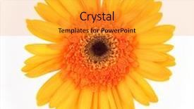  Presentation with dying - Cool new presentation theme with dying flower - single gerber daisy backdrop and a  colored foreground