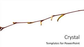  Presentation with judicial branch - Audience pleasing slide deck consisting of dying garden - branch with catkins isolated backdrop and a  colored foreground