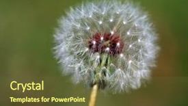  Presentation with dandelion - Presentation theme featuring dying garden - dandelion closeup with narrow depth background and a tawny brown colored foreground