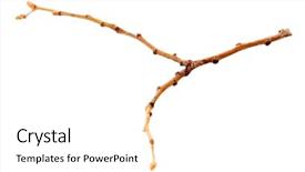  Presentation with dry - Cool new PPT theme with dying garden - dry branch isolated on white backdrop and a  colored foreground