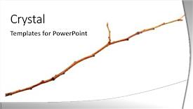  Presentation with dry - PPT theme enhanced with dying garden - dry branch isolated on white background and a  colored foreground