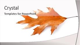  Presentation with dry - Colorful PPT theme enhanced with dying garden - dry leaf isolated on white backdrop and a  colored foreground