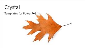  Presentation with dry - Slides consisting of dying garden - dry leaf isolated on white background and a  colored foreground