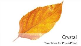  Presentation with neem leaf - PPT theme with dying garden - dry leaf pincers on white background and a  colored foreground