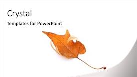  Presentation with maple leaf - Cool new presentation theme with dying garden - dry maple leaf isolated backdrop and a  colored foreground