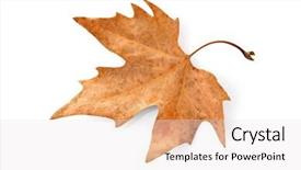  Presentation with maple leaf - Colorful slides enhanced with dying garden - dry maple leaf isolated backdrop and a  colored foreground