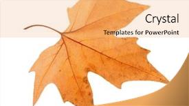  Presentation with maple leaf - Beautiful slide deck featuring dying garden - dry maple leaf with pincers backdrop and a  colored foreground