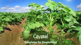  Presentation with healthy habit - Beautiful PPT theme featuring dying garden - healthy potato field backdrop and a  colored foreground