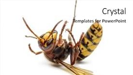  Presentation with hornet - Presentation theme having dying hornet on its back background and a white colored foreground