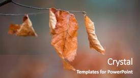  Presentation with fall leaves - Beautiful presentation theme featuring dying leaf - autumn fall leaves on tree backdrop and a  colored foreground