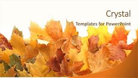  Presentation with fall leaves border white - Amazing slide deck having dying leaf - beautiful autumn leaves on white backdrop and a cream colored foreground