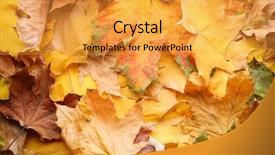  Presentation with autumn leaves - Amazing slide deck having dying leaf - beautiful colorful autumn leaves top backdrop and a gold colored foreground