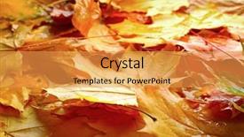  Presentation with autumn leaves - Theme having dying leaf - beautiful colorful autumn leaves background and a gold colored foreground